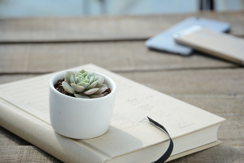 Self-Watering System