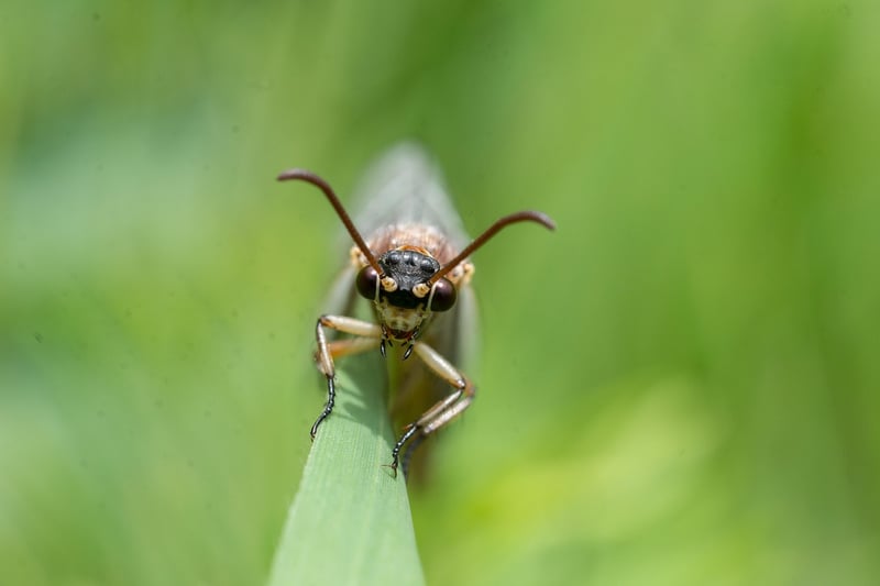 Garden Pest
