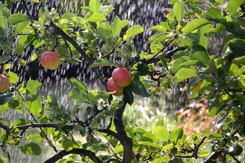 Drip Irrigation System
